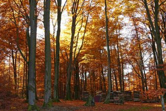 Herbst im Odenwald